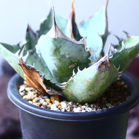 アガベ   チタノタ 　 Agave  titanota   no.53117