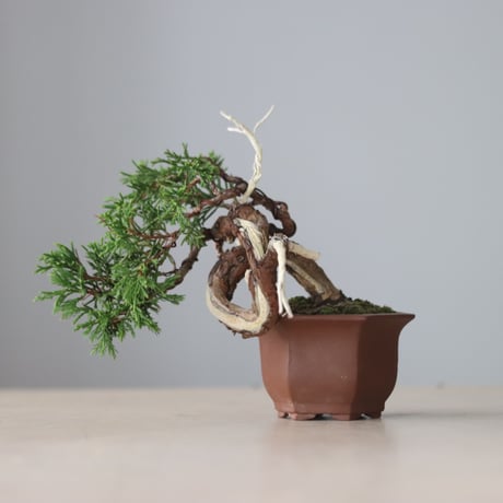 真柏 / YOSHIZAWA3-SHOHINBONSAI   no.71412
