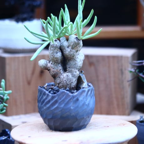 チレコドン ルブロベノーサス ／Tylecodon rubrovenosus  ﻿﻿    no.112121