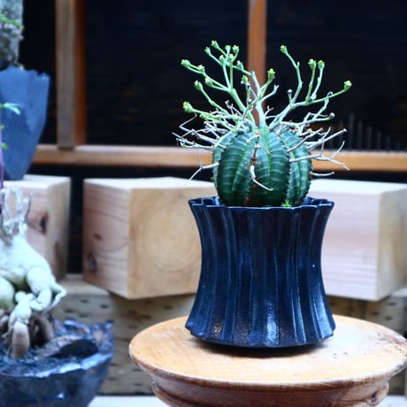 ユーフォルビア  バリダ／Euphorbia valida    no.70424