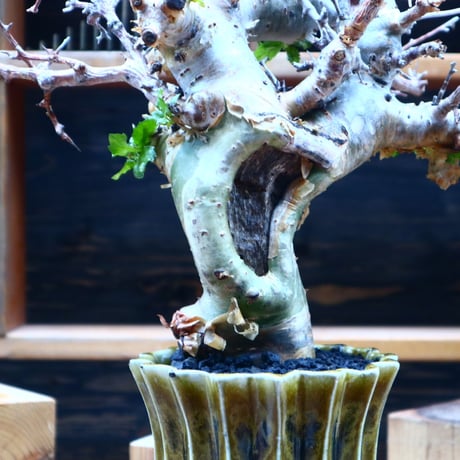 コミフォラ エミニー ／Commiphora eminii   no.52305