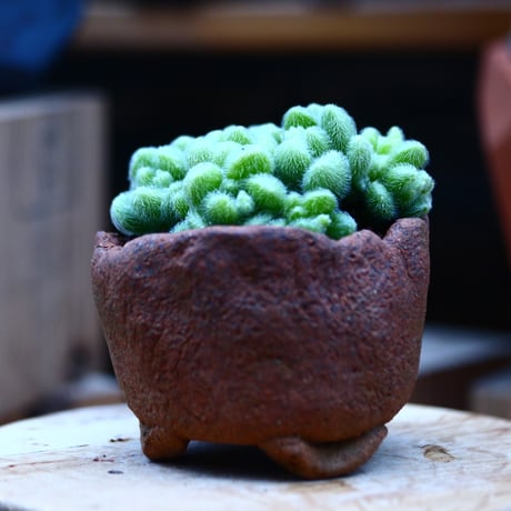 セダム  モシニアナム (新ヒントニー)／Sedum mocinianum   no.10931