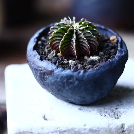 ギムノカリキウム   フィードリッフィーLB2178  Gymnocalycium friedrichii    no.71936