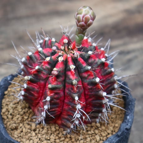 ギムノカリキウム  緋牡丹錦(自根)／Gymnocalycium friedrichii f. variegata   no.91835