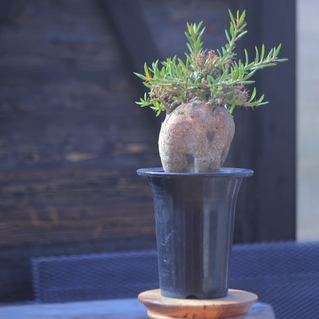 パキポディウム ビスピノーサム    Pachypodium bispinosum    no.20702