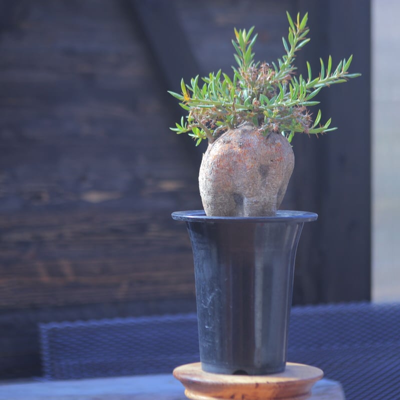 パキポディウム ビスピノーサム Pachypodium bispinosum no