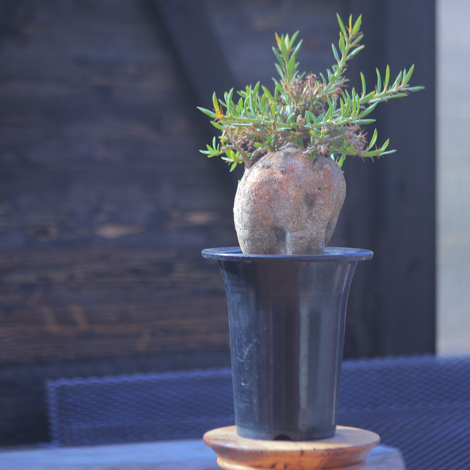 パキポディウム ビスピノーサム Pachypodium bispinosum no