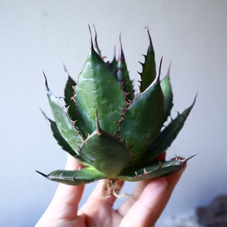 アガベ ホリダ   Agave horrida    no.111013