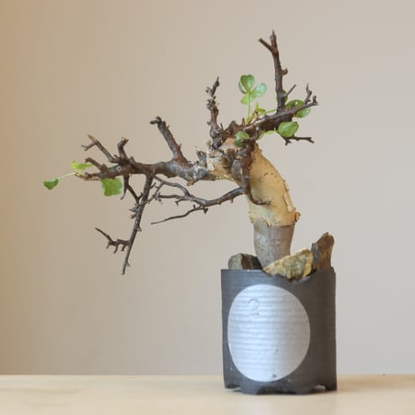 Commiphora kataf  × N/OH (2.5号鉢)   no.321-12