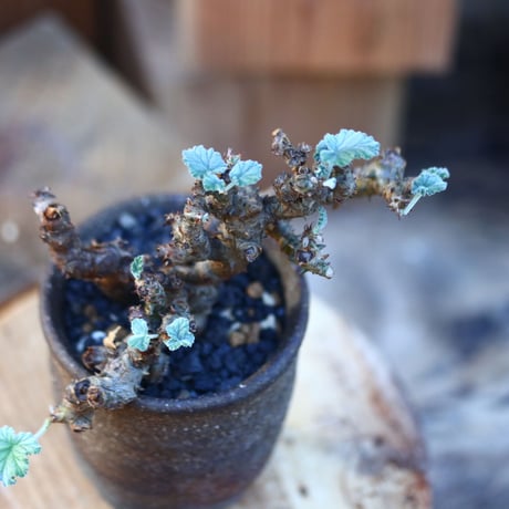 ぺラルゴ二ウム   エキナツム／Pelargonium  lechinatum   no.112837