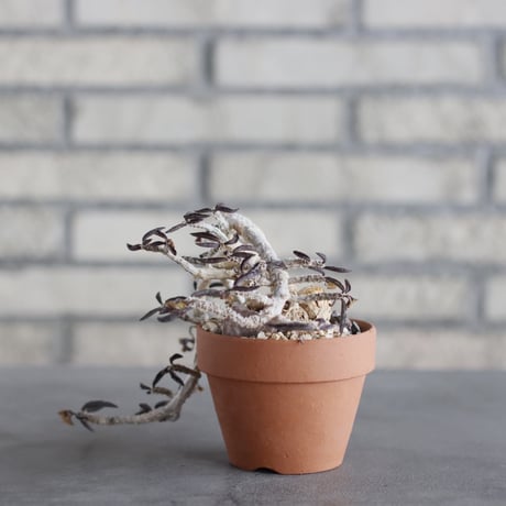 Euphorbia cylindrifolia × YAMABACHI (3号) no.621/46