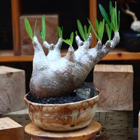 パキポディウム  イノピナツム／Pachypodium Inopinatum   no.82207