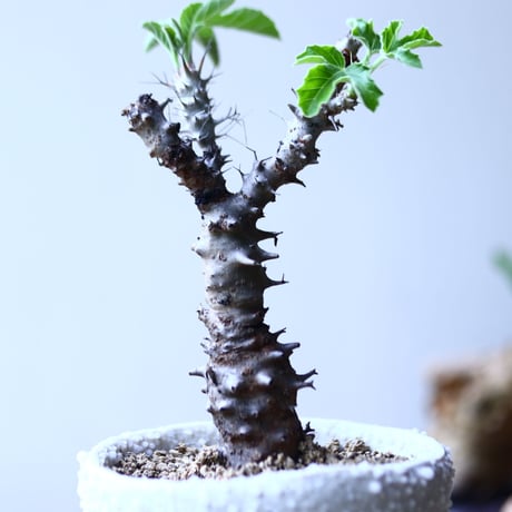 ヤトロファ フィッシスピナ  Jatropha fissispina    no.90624