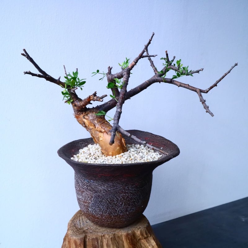 【実生】コミフォラ フォリアセア(Commiphora foliacea) fit=scale-down,w=1200