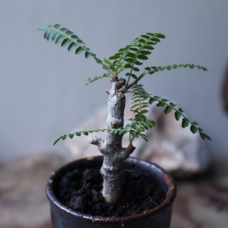 【実生】ボスウェリア ネグレクタ ボスウェリア・ネグレクタ 実生「Boswellia neglecta seedling