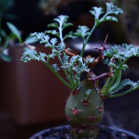 ペラルゴニウム  クリズミフォリウム／Pelargonium crithmifolium    no.60611