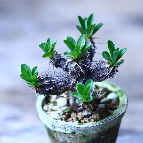 ユーフォルビア   ギラウミニアナ    Euphorbia guillauminiana  no.101828