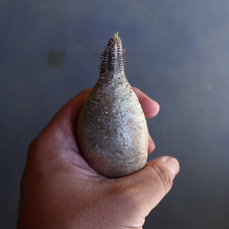 パキポディウム グラキリス 抜苗  Pachypodium rosulatum var. gracilius no.100616