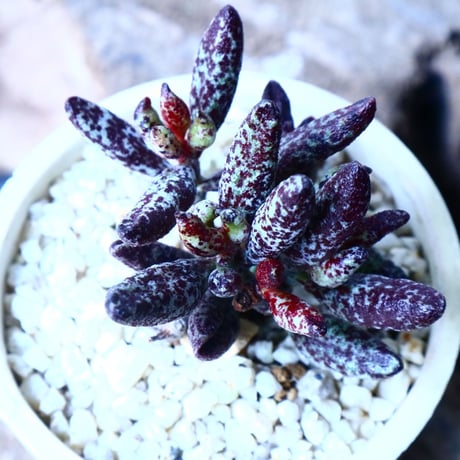 アドロミクス  フィリカウリス レッドフォーム   Adromischus filicaulis No.040