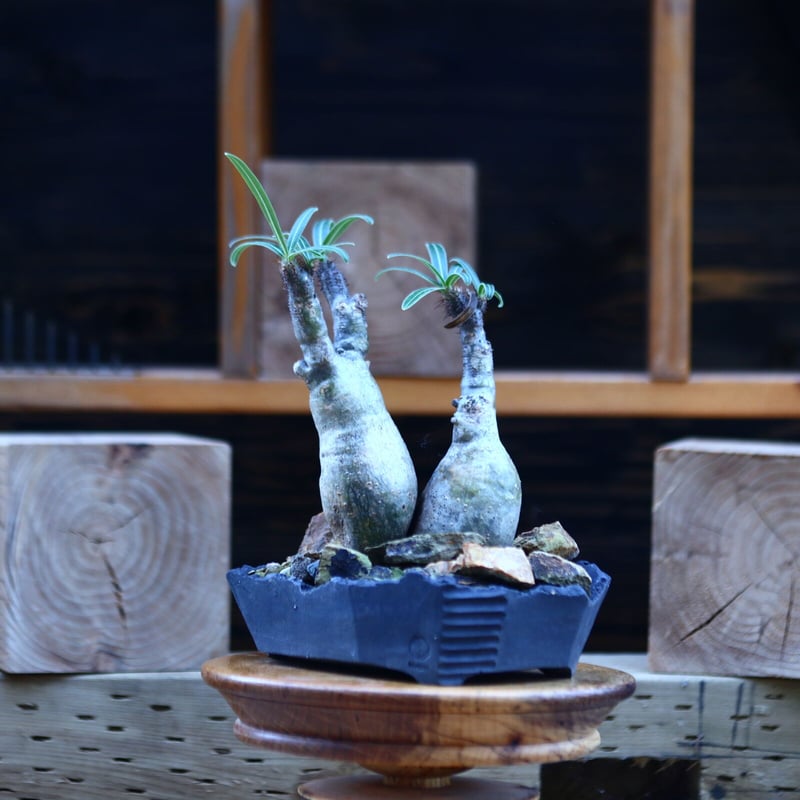 パキポディウム グラキリス 2頭 (発根済み) 陶器鉢付き パキポディウム グラキリス 2頭 (発根済み) 陶器鉢付き 【公式通販】