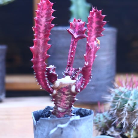 ユーフォルビア 紅彩雲閣　 Euphorbia trigona f. rubra    no.32114