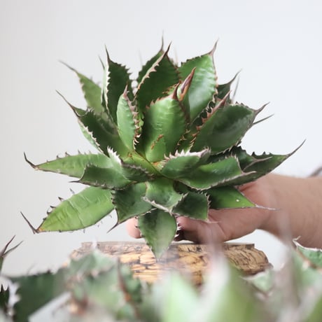 Agave horrida / Style of Chika　no.42167