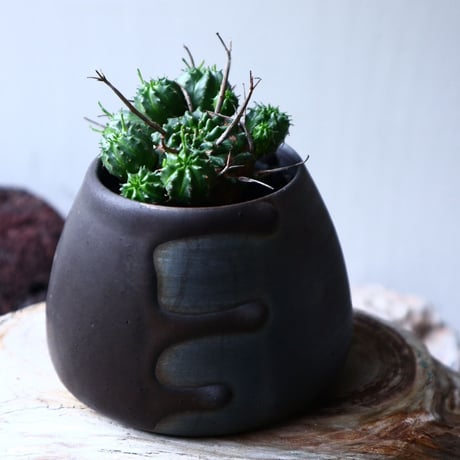 ユーフォルビア  仔吹きバリダ    Euphorbia valida   no.71423