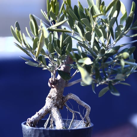 オリーブ　Olea europaea　 no.21408-3