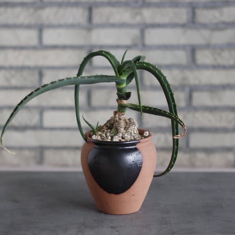 Aloe sp. × N/OH (4号)  no.510/14