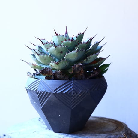 アガベ   ポタトラム     Agave potatorum     no.12234