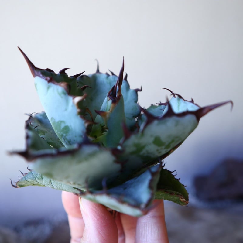 アガベ チタノタ ブラック＆ブルー Agave titanota black&bule