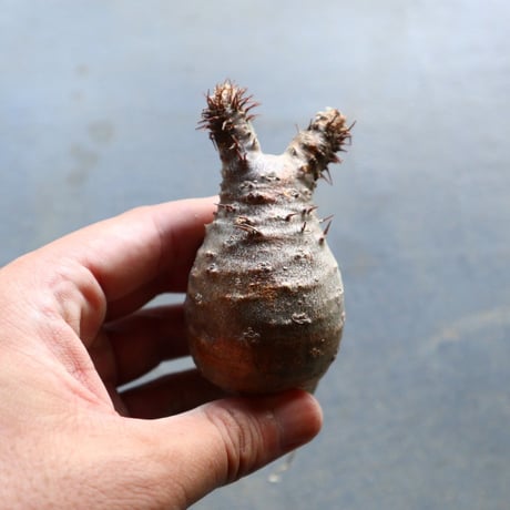 パキポディウム グラキリス 抜苗  Pachypodium rosulatum var. gracilius no.92919