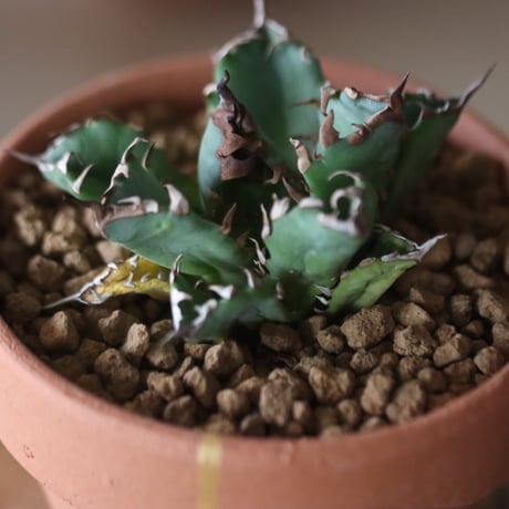 Agave titanota sp. No.1 × YAMABACHI var. N/OH  no.1115-21