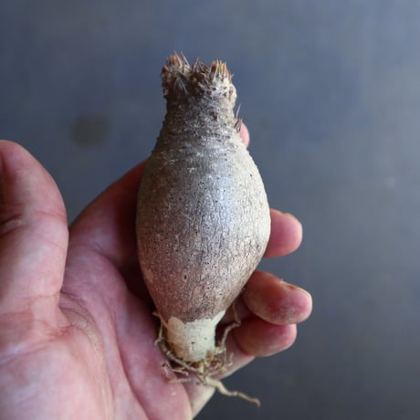 パキポディウム グラキリス 抜苗  Pachypodium rosulatum var. gracilius no.100609