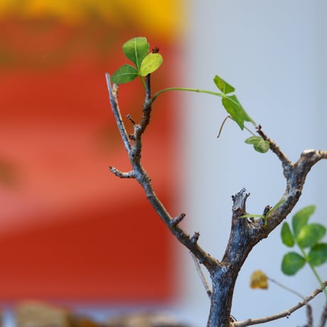 Bursera fagaroides × YAMABACHI   no.107106