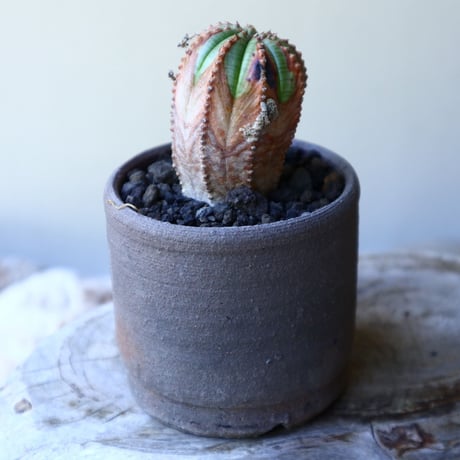 ユーフォルビア  バリダ  hyb   Euphorbia valida  hyb   no.60204