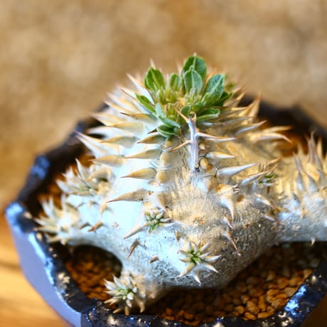 パキポディウム  恵比寿大黒 / Pachypodium  Densicaule    no.50744