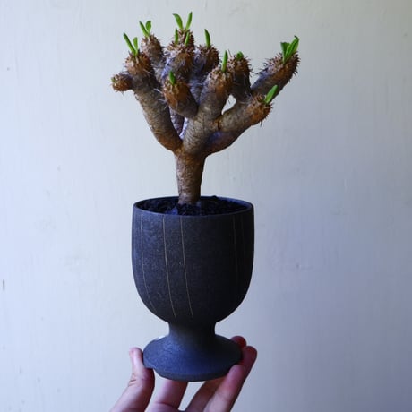ユーフォルビア   ギラウミニアナ  Euphorbia guillauminiana  no.60220