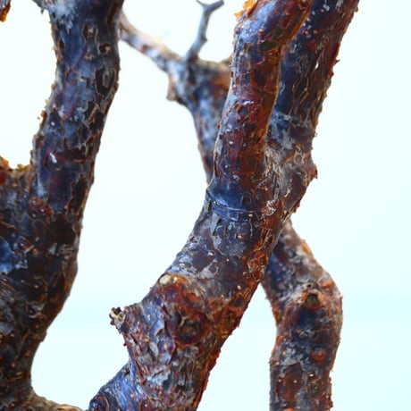 コミフォラ モンストローサ / Commiphora monstrosa   no.62501
