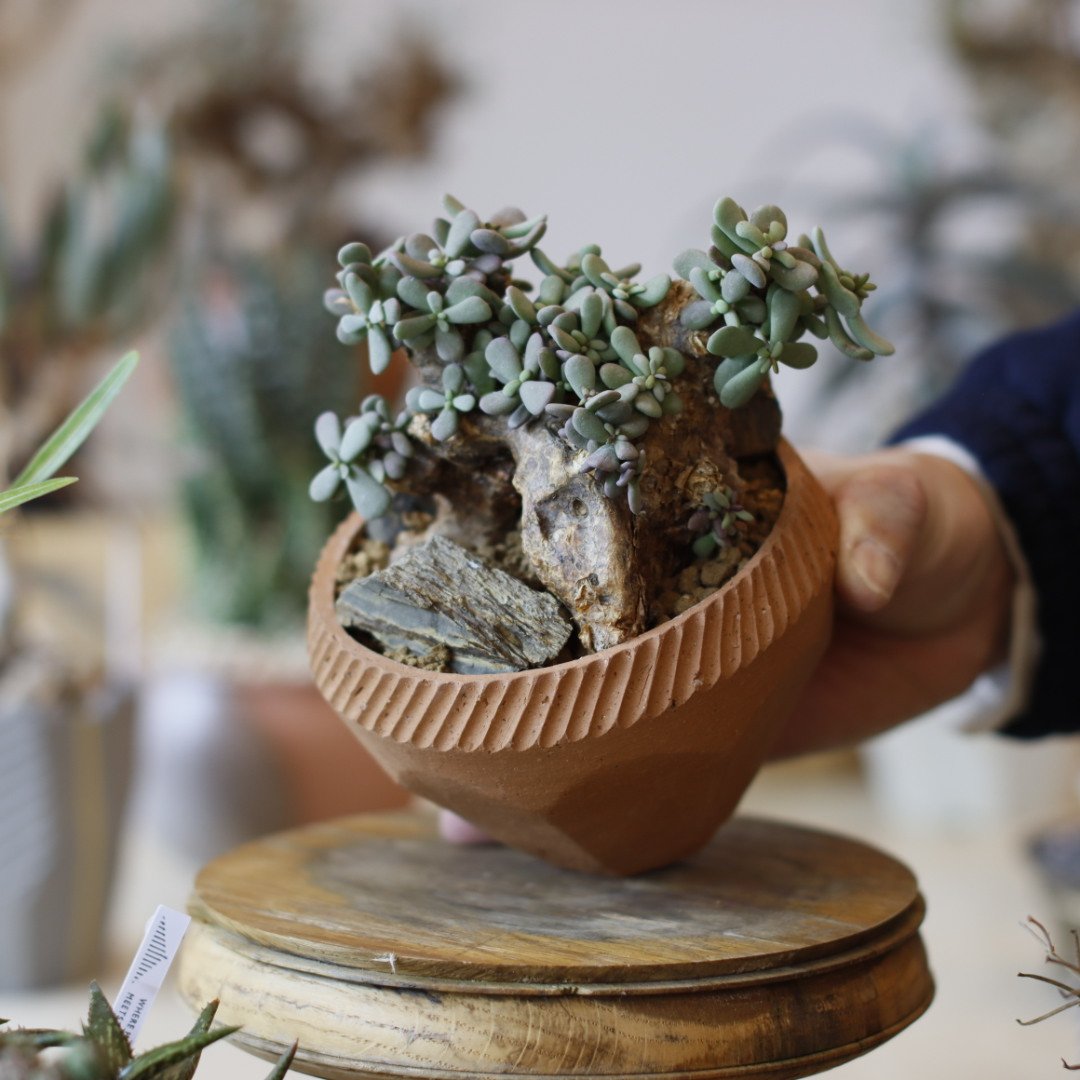 Ceraria pygmaea×N/OH　ケラリア ピグマエア　　発根済み fit=scale-down,w=1200