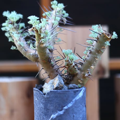 サルコカウロン ヘレー／Sarcocaulon herrei    no.121242