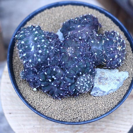 ギムノカリキウム 聖姿玉 モンスト／Gymnocalycium uruguayensis monst  no.21332