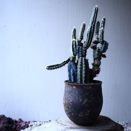 グラウセンス   ピロソケレウス   グラウケスケンス     Pilosocereus glaucescens  no.12611
