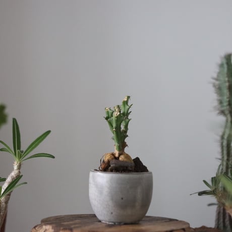 Euphorbia knuthii × N/OH  no.51202