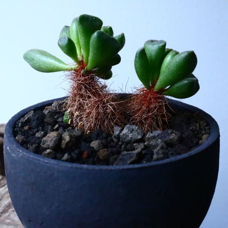 アドロミクス  ポエルニツィアヌス   神想曲  Adromischus poellnitzianus  No.018