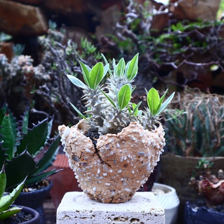 パキポディウム  恵比寿大黒   Pachypodium  Densicaule    no.42524