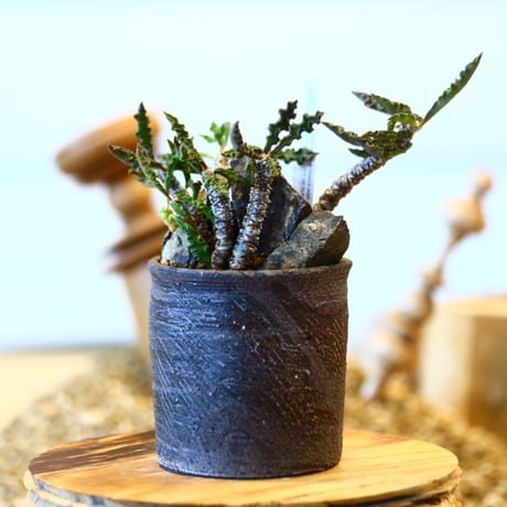 Euphorbia decaryi × 安西 桂　  no.11417
