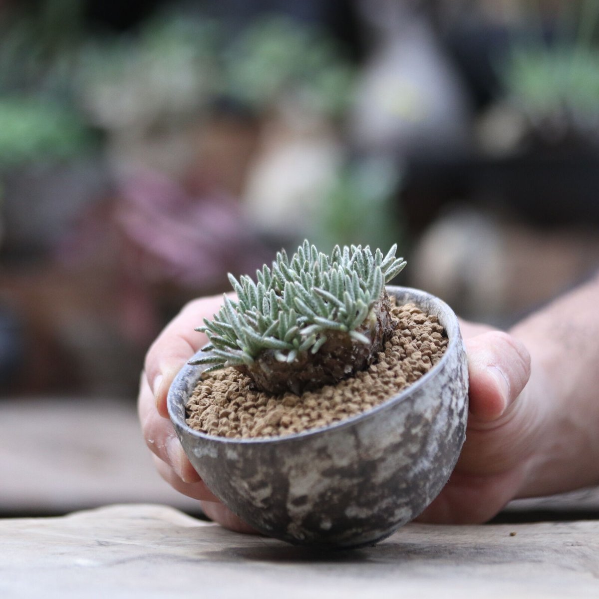 誕生日プレゼント アボニア クイナリア アルストニー／Avonia quinaria ssp その他多肉植物