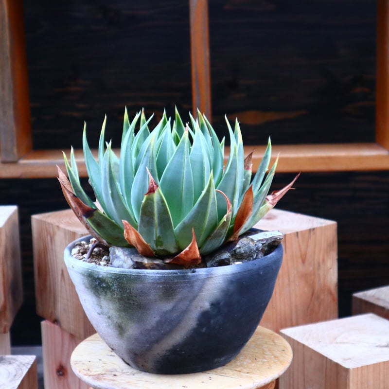 アロエ ポリフィラ／Aloe polyphylla no.50696 | 芽の巣山