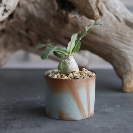 Pachypodium Lealii var.lealii × 備前鉢2号 /  y.o.s.plants  no.607-11